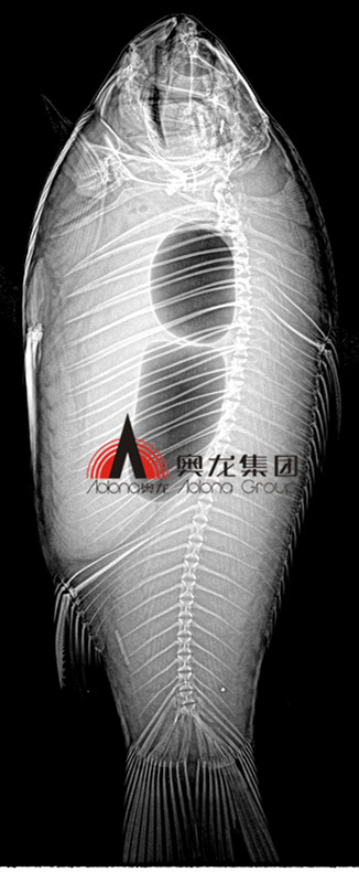 魚(yú)類成像.jpg